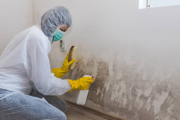 Best Certified Mold Removal  in West Leechburg, PA