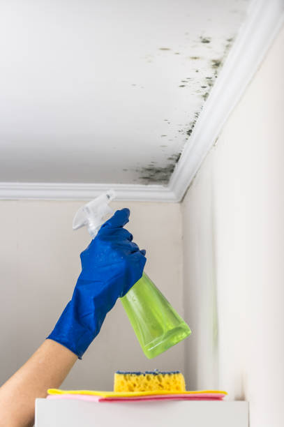 Certified Mold Removal in West Leechburg, PA