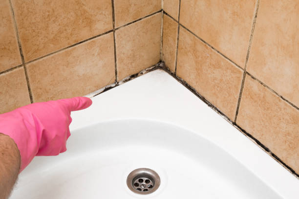 Mold Testing and Removal in West Leechburg, PA
